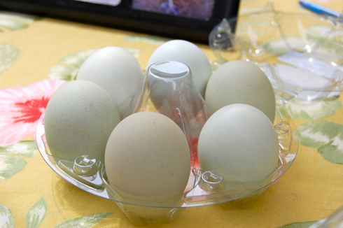USGM eggs