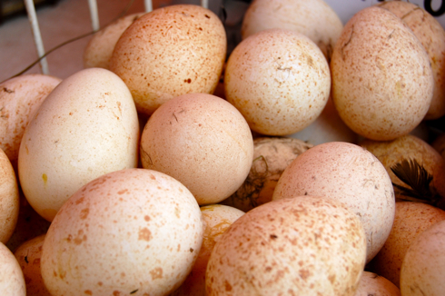 USGM eggs2