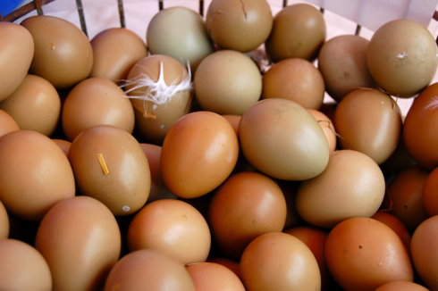 USGM eggs3