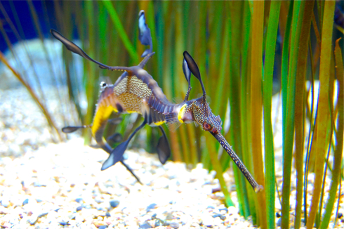 Seahorse1