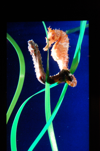 Seahorse2