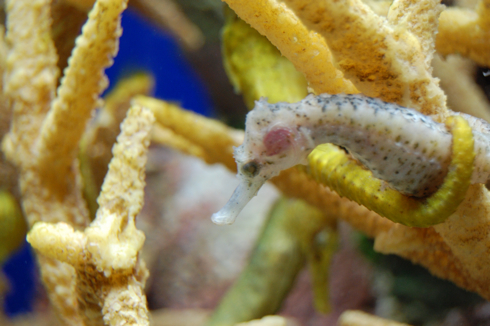 Seahorse3