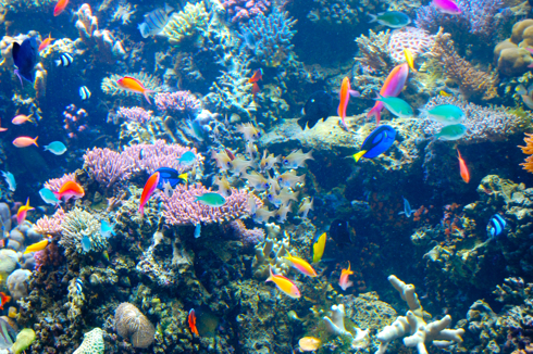 Multicoloured fish