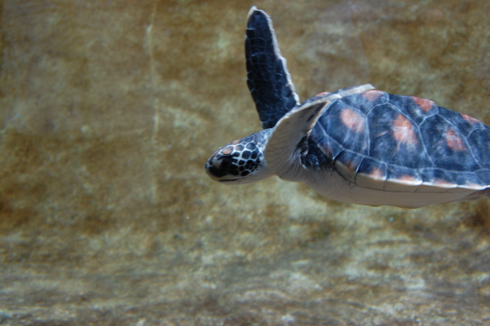 Tortoise