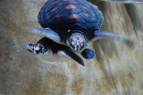 Monterey Aquarium turtles