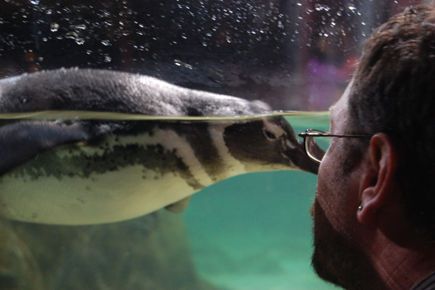 Monterey Aquarium penguin with Neil