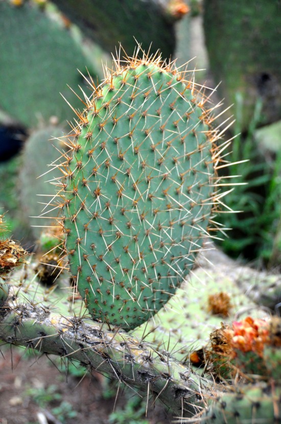 Cactus at Cantona archeological site La Casa Del Sol near Puebla Mexico