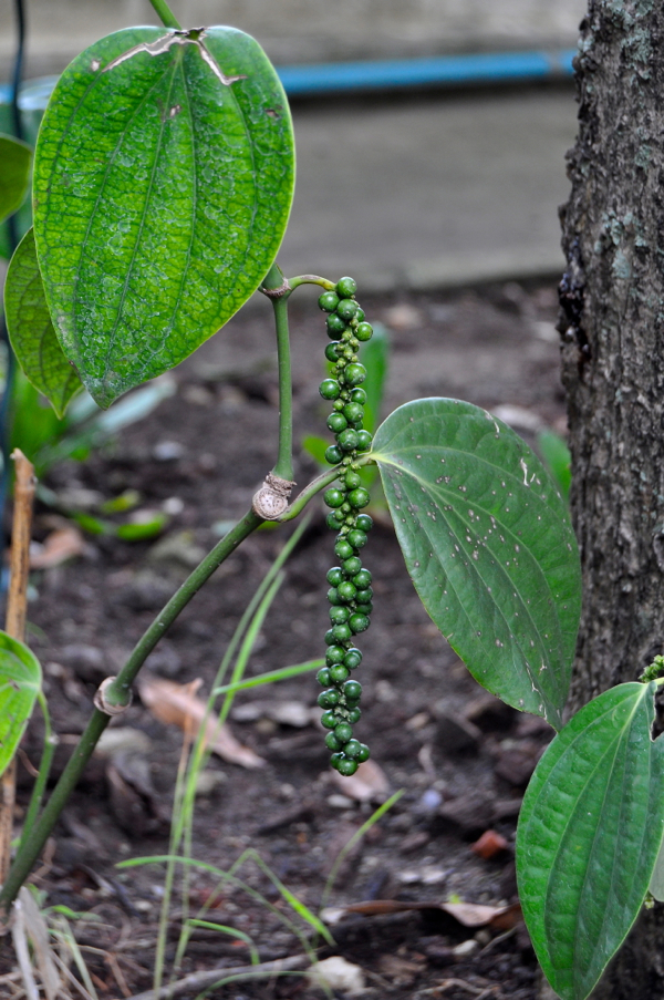 in the garden at Amita Thai Cooking School