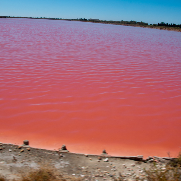 A trip on the petit train around the salt flats of the Camargue on eatlivetravelwrite.com