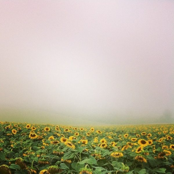 Sunflowers in Gascony on eatlivetravelwrite.com