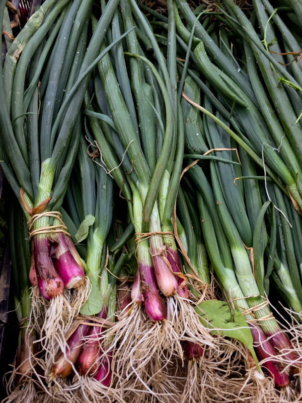 Spring onions at the market in Lyon image on eatlivetravelwrite.com