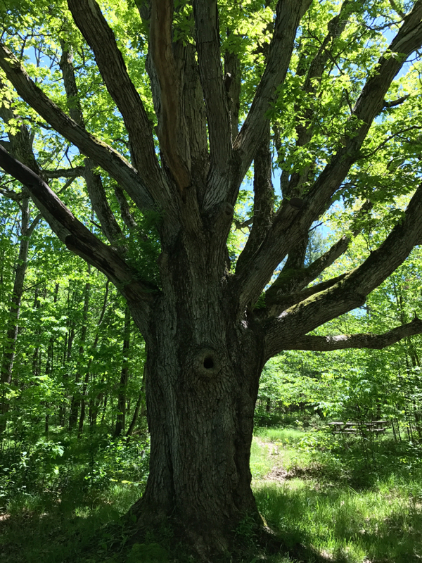 Big oak at Viamede Resort on eatlivetravelwrite.com