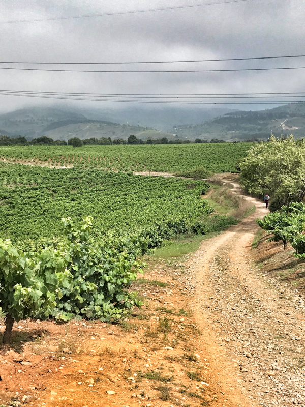 Downhill through the vineyards walking the Camino de Santiago: Ponferrada to Villafranca del Bierzo with Camino Travel Center on eatlivetravelwrite.com