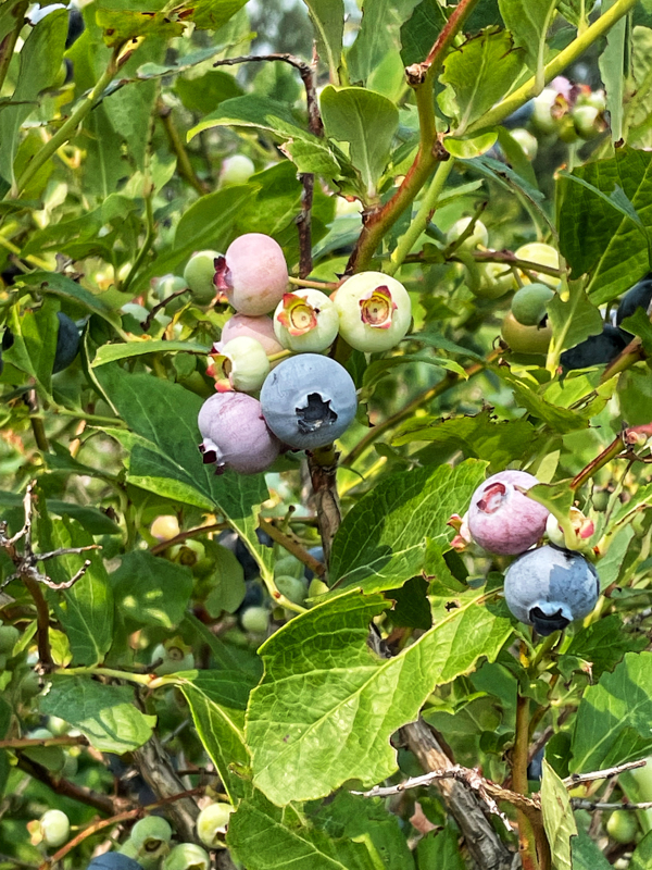 Blueberries ripening on the bush.