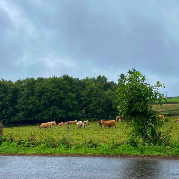 Cows on the Camino de Santiago.