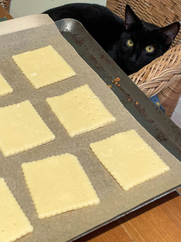 Petit ecolier cookies waiting to be baked on a baking tray covered in parchment paper with a cat looking on.