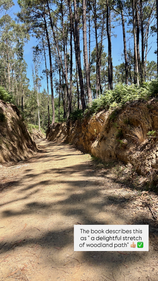 Dirt woodland path winding through a rocky embankment with tall pine trees and a blue sky above; sunlit, with ferns along the slope.