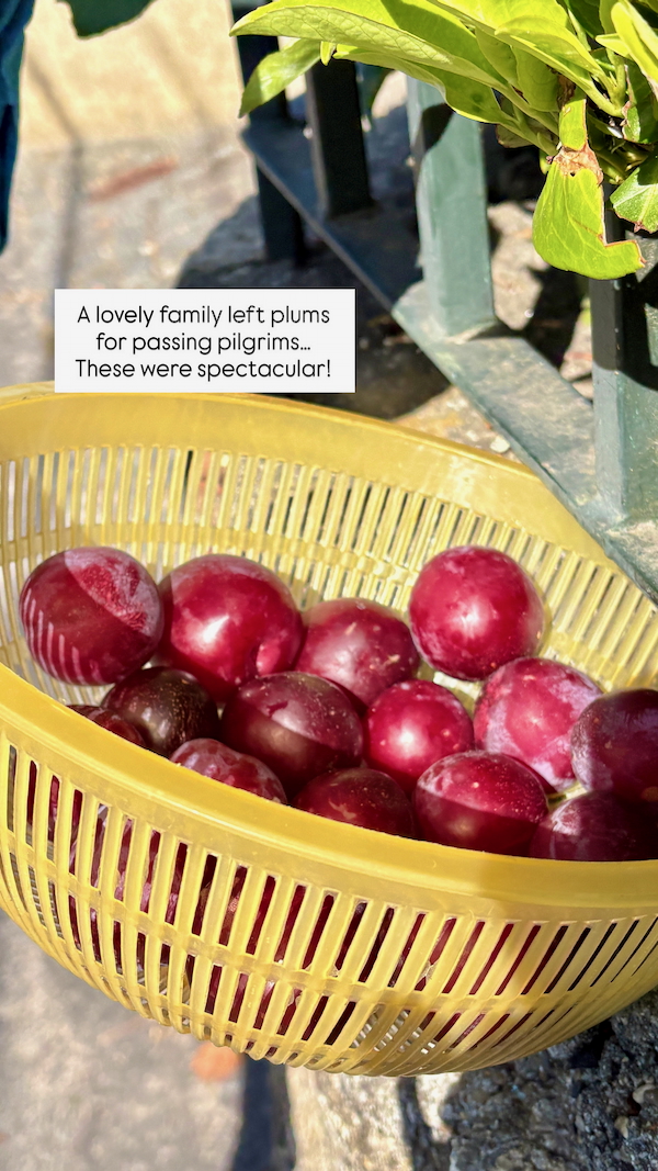 Yellow basket filled with ripe red plums beside a railing, with a note about plums left for passing pilgrims.