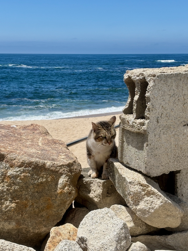 Cat perched among large rocks and a concrete breakwater on a sandy beach, with the blue sea and sky in the background.