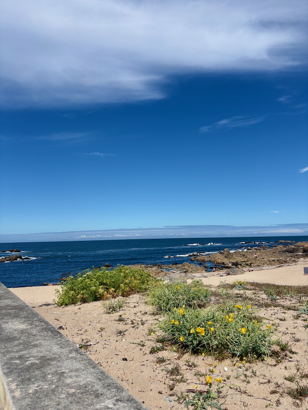 Sunny coastal scene with blue sky, calm ocean, rocky shoreline, sandy foreground with yellow flowers, and a concrete seawall on the left.