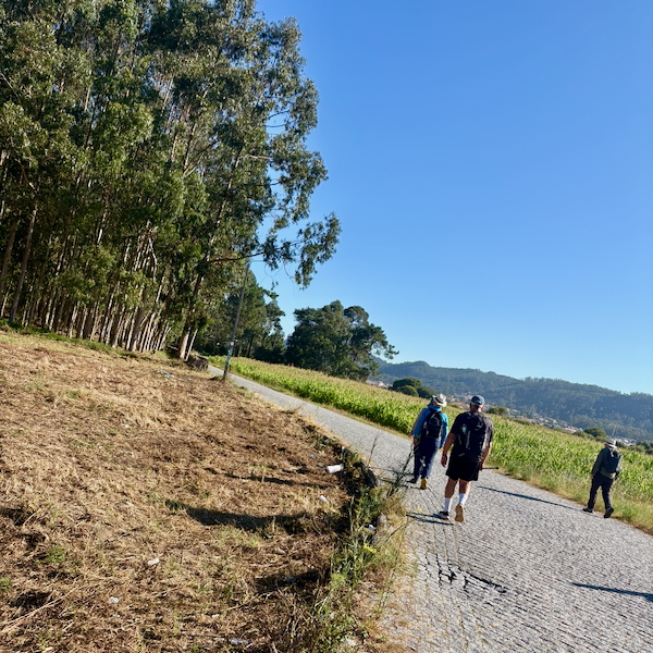 Three hikers walk along a cobblestone path beside a field and a line of trees under a clear blue sky.
