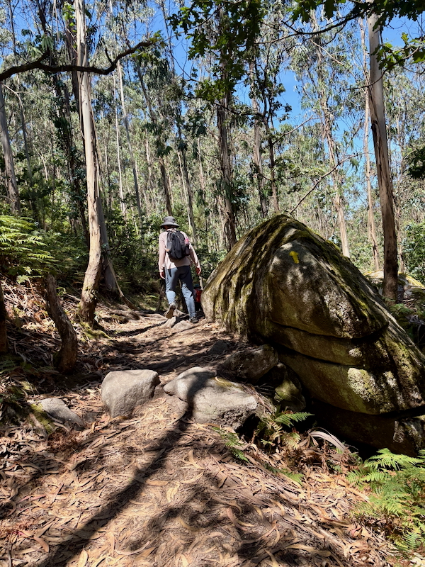 Hiker with backpack and hat walking along a rocky forest trail lined with tall trees.