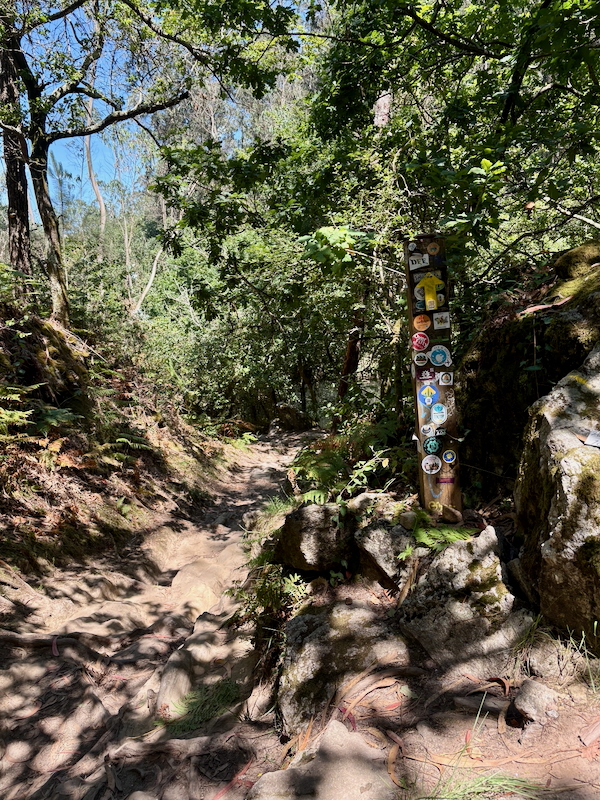 Forest trail with a sticker-covered wooden post along a sunlit path.