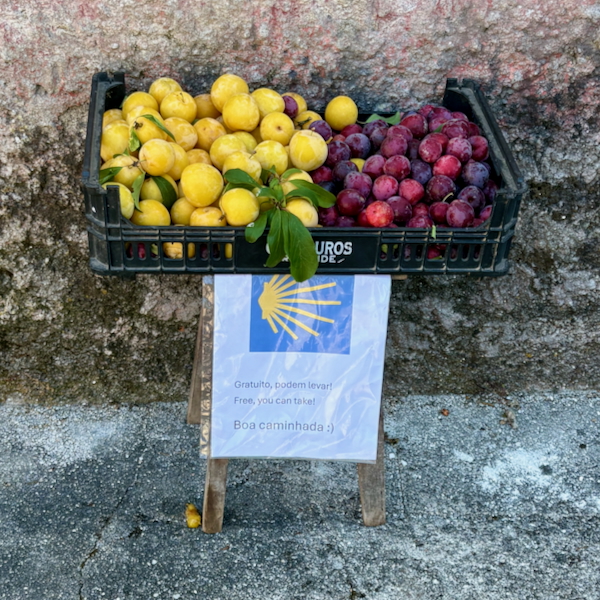 Crate of yellow and red plums offered for free to walkers on the Camino de Santiago, with a sign advertising free fruit.