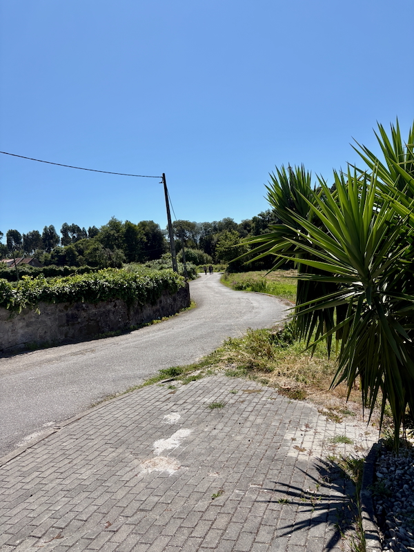 Curved rural road with greenery on both sides under a clear blue sky; a spiky palm is on the right foreground.
