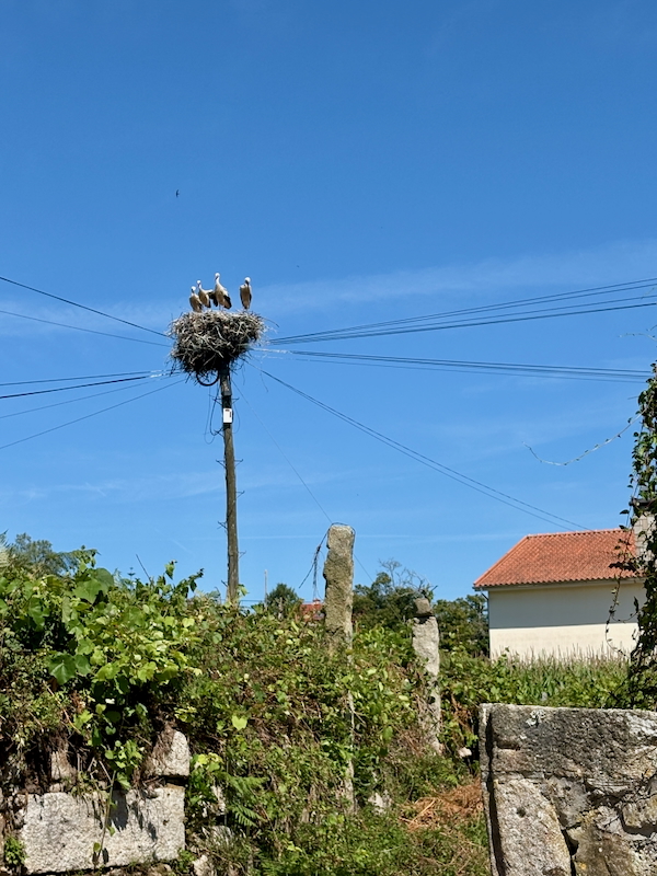 Nest with four storks perched on a utility pole against a clear blue sky, with power lines radiating outward