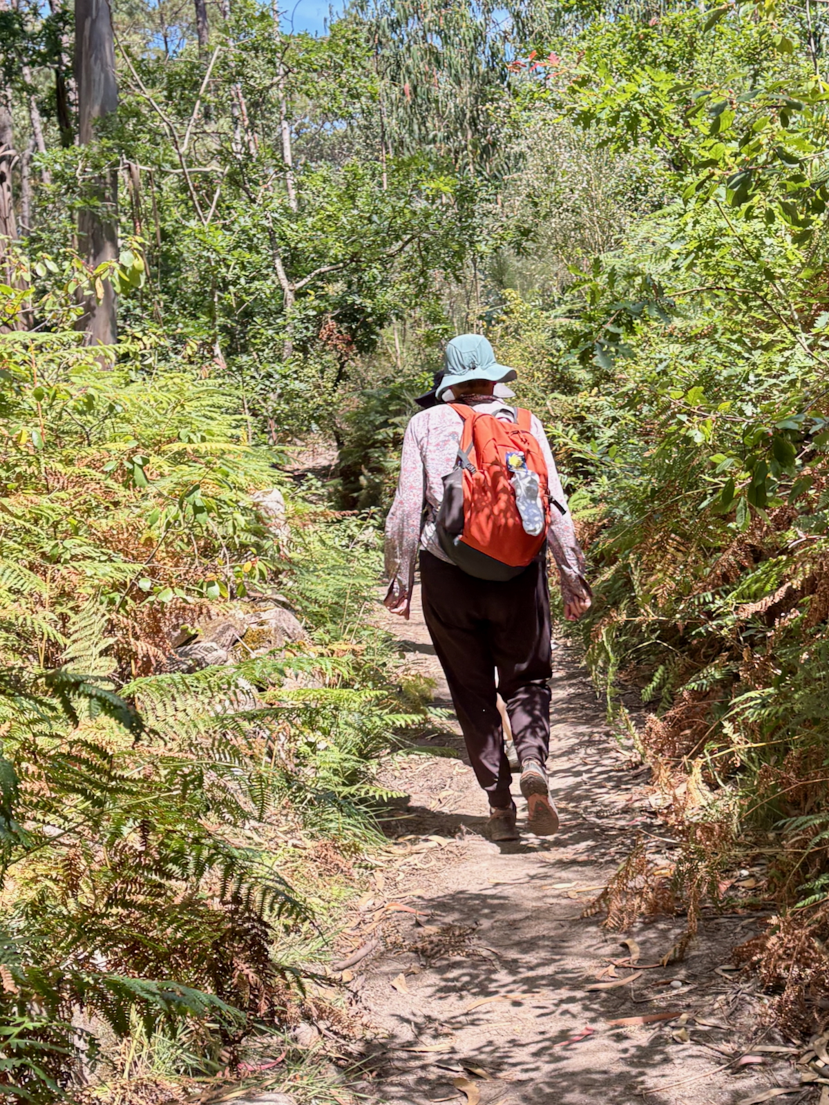 Person wearing a light hat and orange backpack walking away on a narrow dirt trail through dense green forest, seen from behind.