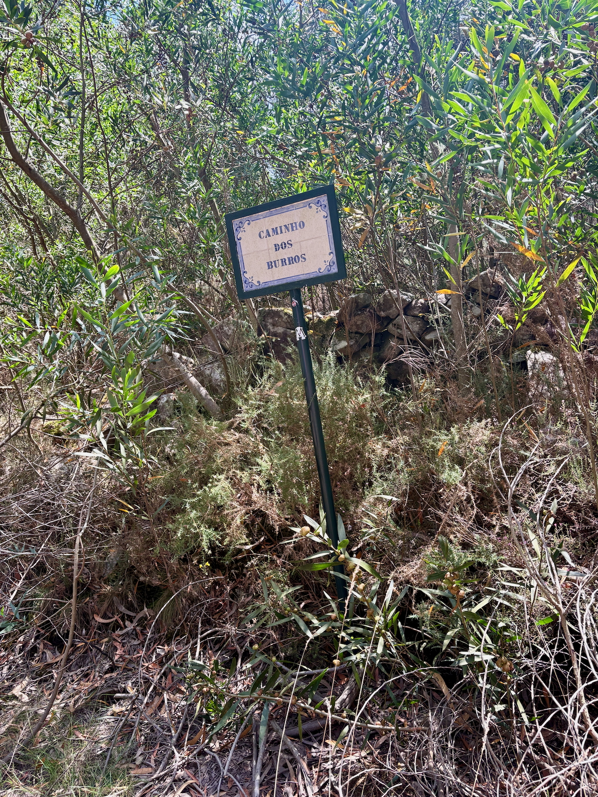 Sign reading 'Caminho dos Burros' on a green post amid dense shrubs and rocky ground.