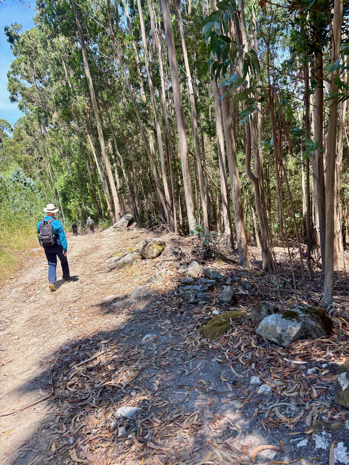 Hiker in a blue shirt and sun hat walks along a dirt trail flanked by tall, slender trees on a sunny day.