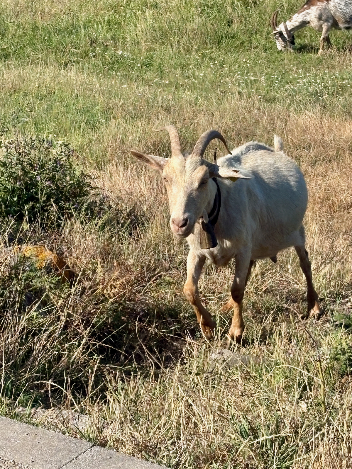 Light tan goat with curved horns wearing a bell, walking through grassy field near a road, with another goat in the background.