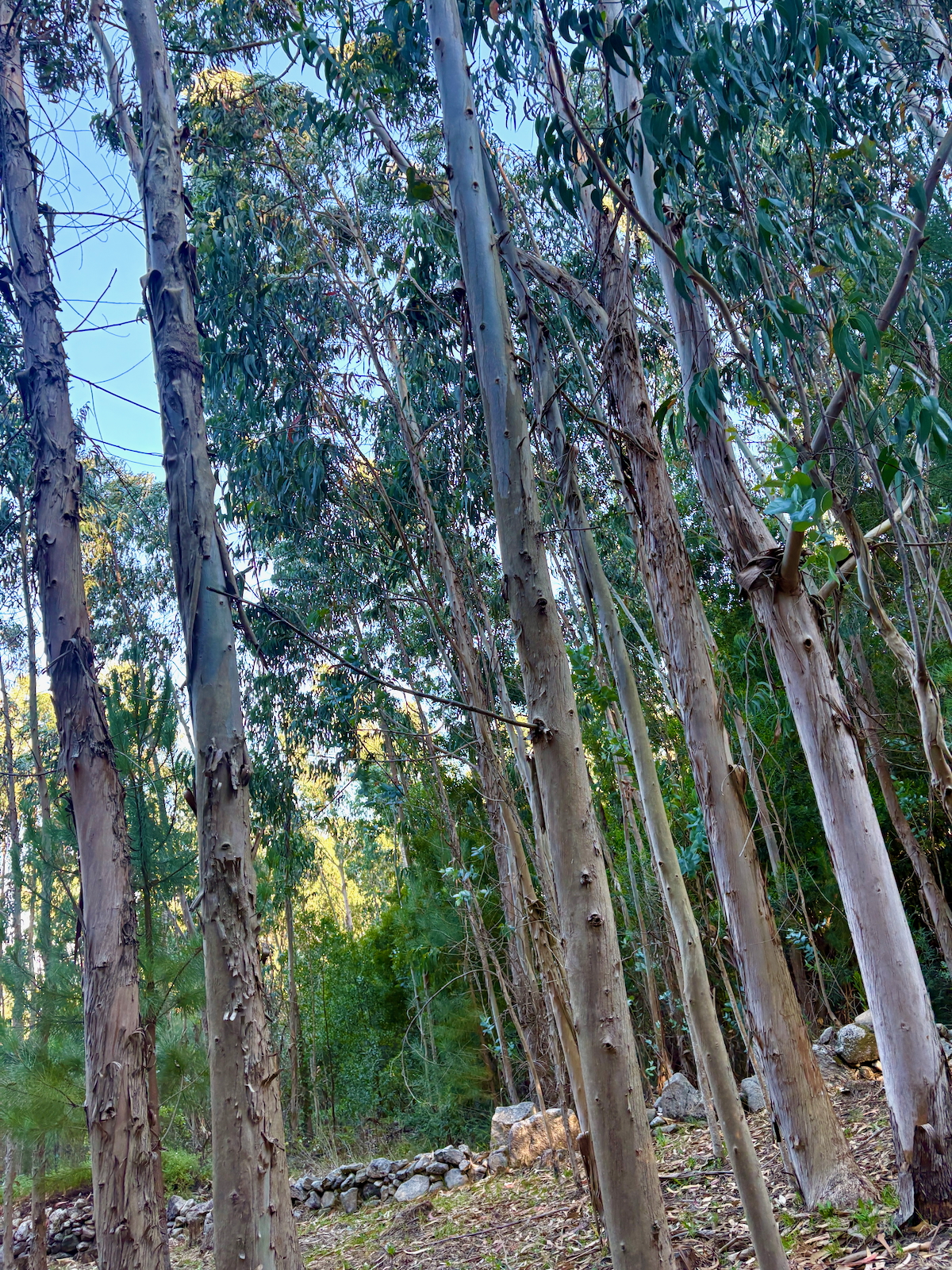 Tall, slender trees with smooth gray bark and green leaves in a sunlit forested area, rocky ground at the base.