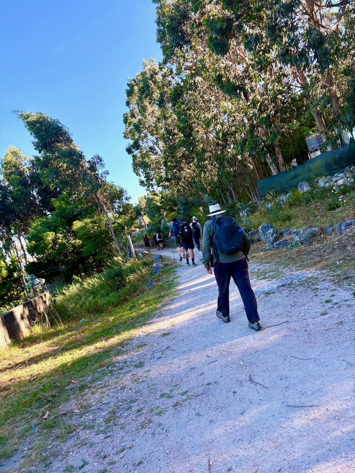 A group of hikers walking along a gravel trail lined with trees on a sunny day, backpacks on.