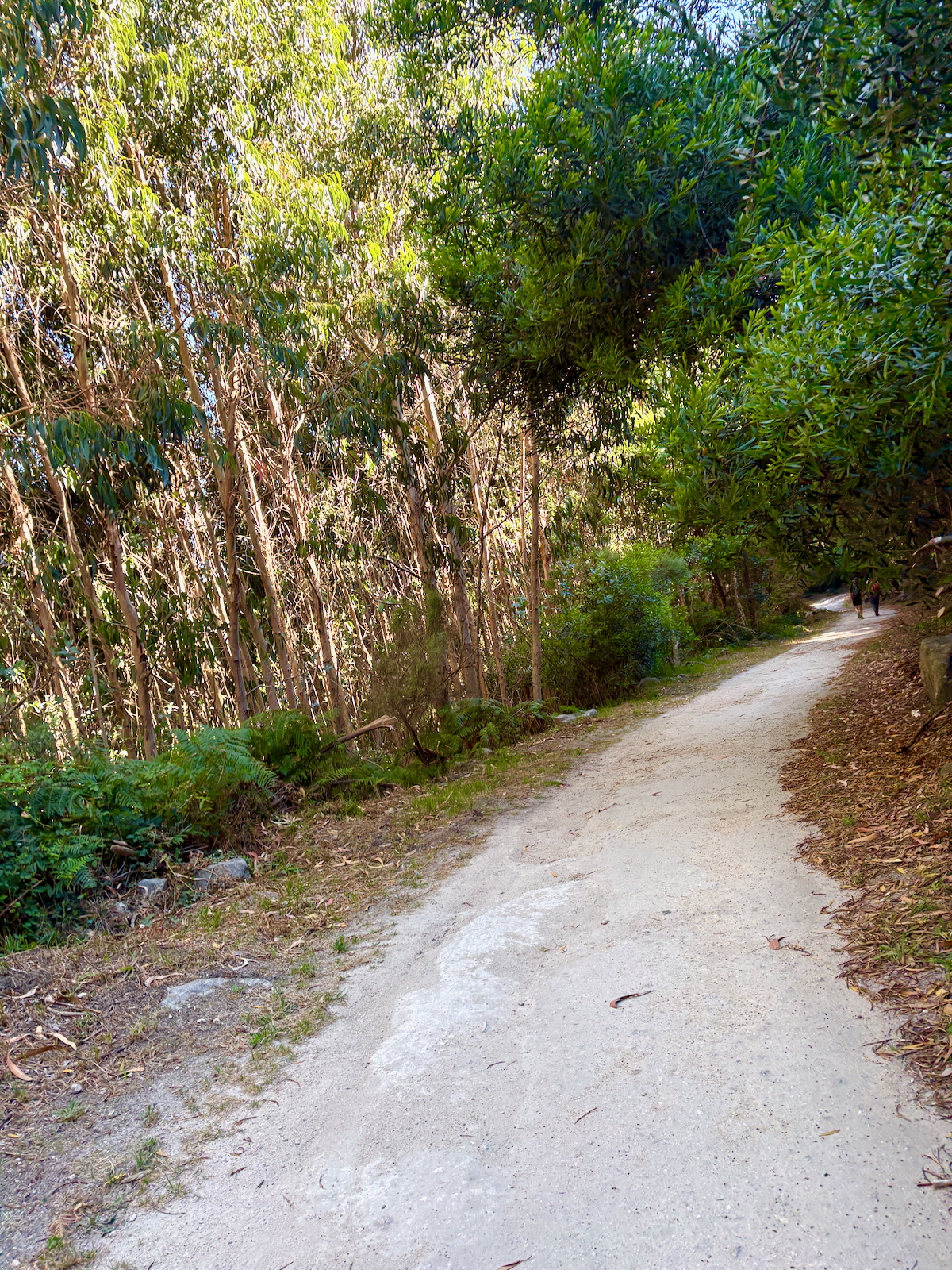 Dusty forest path winding through dense trees with sunlight filtering through leaves; two people walk in the distance on the trail.