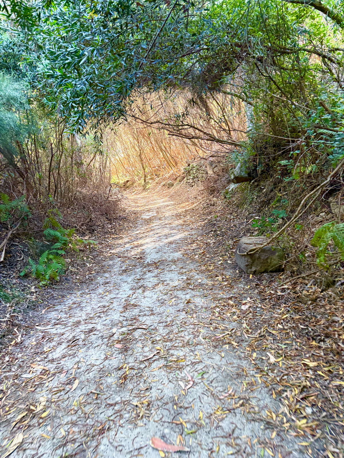 Dirt hiking trail winding through a leafy tunnel formed by overhanging branches with leaf litter on the ground on both sides.