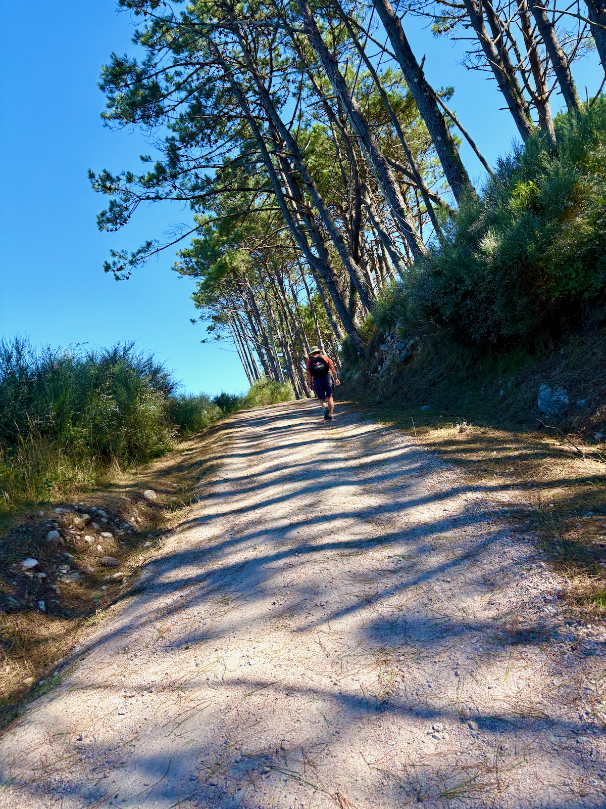 Hiker with backpack walking along a sunlit dirt trail bordered by tall pine trees.