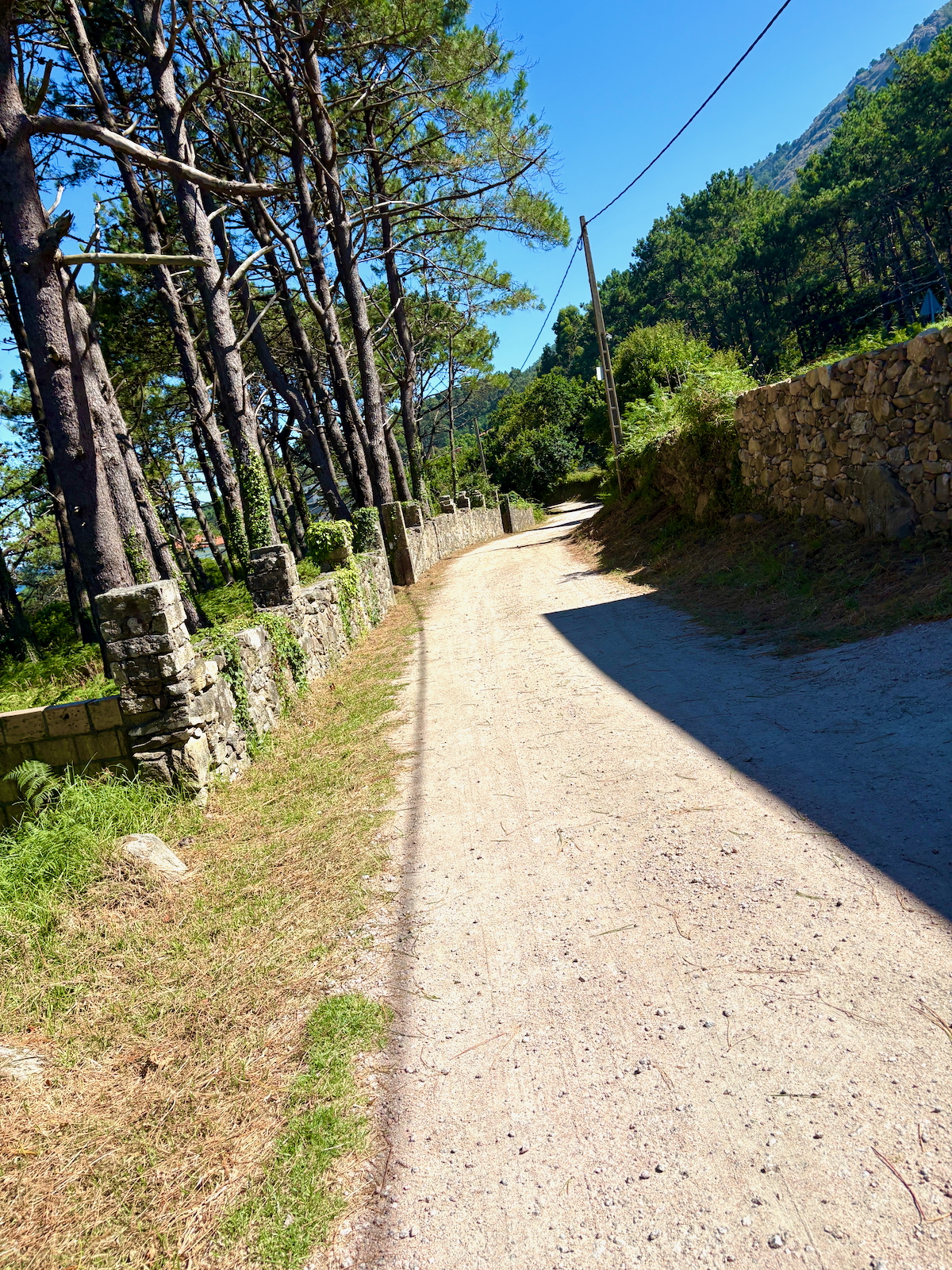 Dusty rural path lined with stone walls and tall pine trees under a bright blue sky, with distant mountains hidden in the background.