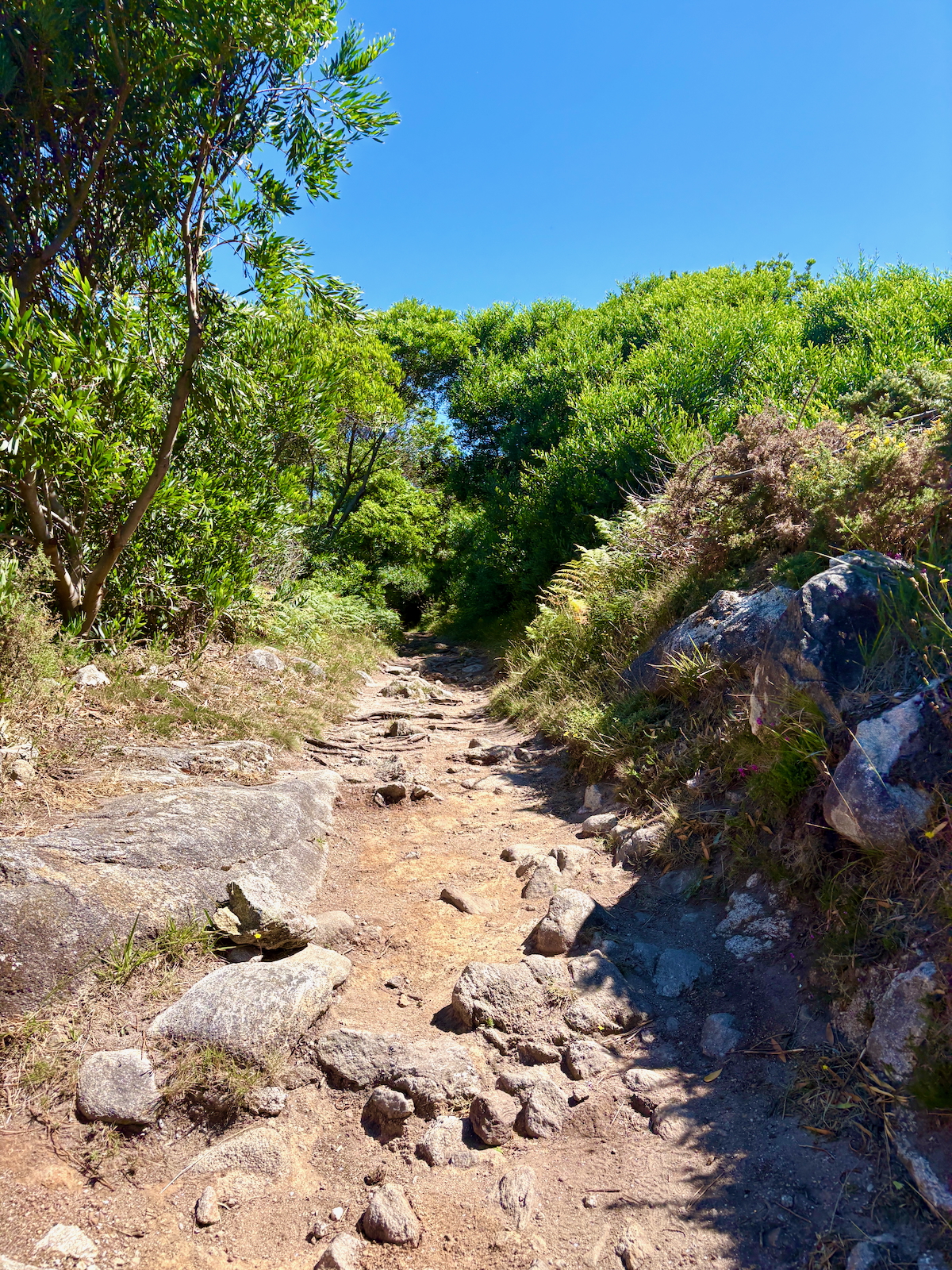 Rugged dirt trail winding through rocky path lined with green bushes and trees under a bright blue sky